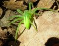 Micrommata virescens